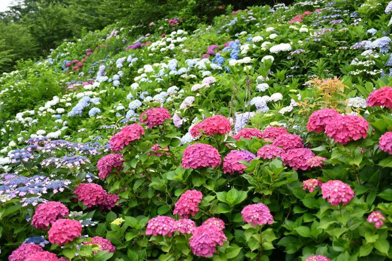 周辺で楽しむなら　金山サクラ・アジサイ園